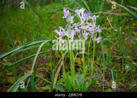 Groupe d'orchidées à ailes vertes (Anacamptis morio ssp. Champagneuxii), printemps sur Majorque, Espagne Banque D'Images