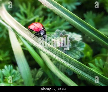 coccinelle court le long d'une lame d'herbe dans un jardin ou dans un champ. macro. une photo Banque D'Images