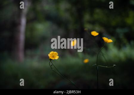 Ranunculus repens, Buttercup, Buttercup rampant Banque D'Images