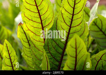 Rumex sanguineus. Rumex patientia. Sorrel est rouge-sang dans le sol ouvert. Grandes feuilles de vert moyen oblong-lancéolate avec nervures violastiques Banque D'Images