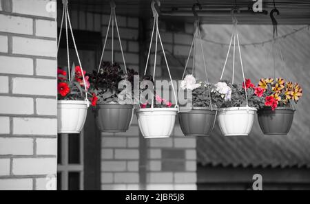 Fleurs multicolores en pots sur une photo monochrome. Le concept des moments lumineux de la vie Banque D'Images