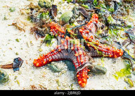 Seastar rouge sur une plage de sable en algue à marée basse. Nungwi, Zanzibar, Tanzanie Banque D'Images