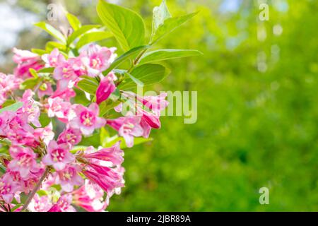 Rose vif Weigela hybrida Hort fleurs avec des feuilles vertes dans le jardin au printemps avec l'espace de copie. Banque D'Images