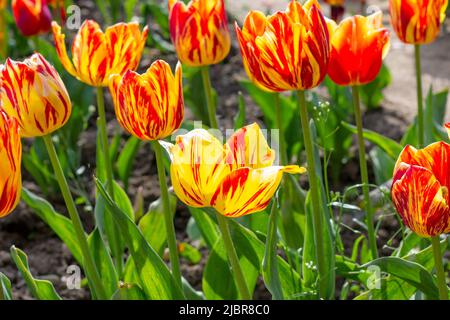 Fleurs de tulipe rouge vif, orange et jaune dans le jardin au printemps. Banque D'Images