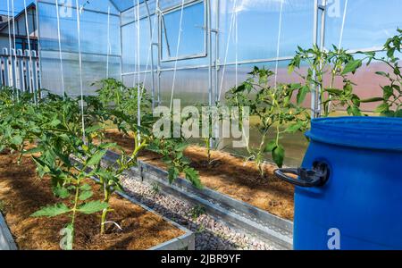 plantes de tomate en serre. Une serre en polycarbonate dans une cuisine-jardin Banque D'Images