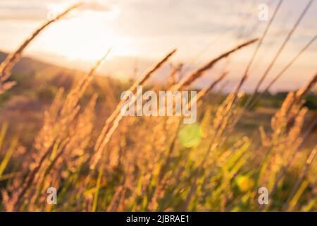 les pointes d'herbe sont en douceur au soleil couchant en gros plan. Banque D'Images