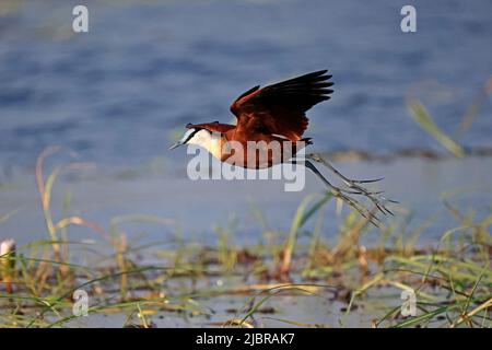 Jacana africaine au départ de la rivière Chobe Botswana Banque D'Images