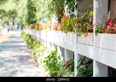 Clôture en bois blanc avec pots fleuris le long du trottoir. Été. Extérieur. Banque D'Images