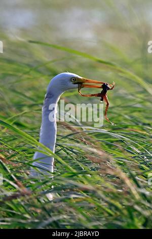 Grand Egret avec une grenouille sur la rivière Chobe Botswana Banque D'Images