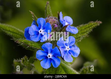 Un gros plan d'un groupe de quatre fleurs bleues de la fleur sauvage britannique Green alcanet, Pentaglottis sempervirens, au printemps Banque D'Images