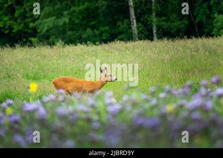 Chevreuil mâle paître dans les fleurs violettes sur un pré Banque D'Images