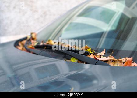 Gros plan de feuilles orange et jaunes sur le capot de la voiture dans le trou pour les essuie-glaces de pare-brise Banque D'Images