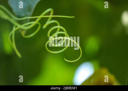 Enroulement partie de soutien en spirale, tendril de plante de concombre. Banque D'Images