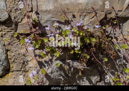 Cymbalaria muralis croissant sur un mur de pierre naturelle, les noms communs sont aussi Coliseum Ivy, pennywort, Kenilworth Ivy ou Zimbelkraut Banque D'Images