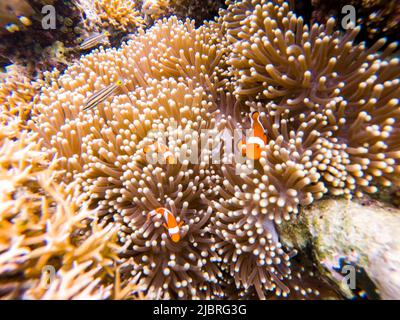 (220608) -- KUALA LUMPUR, 8 juin 2022 (Xinhua) -- photo prise sur 14 mai 2022 montre le paysage sous-marin au large de la Semporna de Sabah, Malaisie. Un écosystème marin sain offre ici un habitat pour diverses vies marines. (Xinhua/Zhu Wei) Banque D'Images