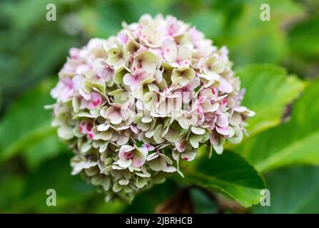 Hydrangea ou Hortensia fleur de gros plan se décolorant du rose à la fin de la saison sur un buisson ou un arbuste au Cap, en Afrique du Sud Banque D'Images