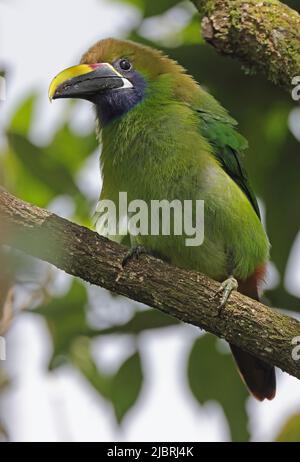 Toucanet à gorge bleue (Aulacorhynchus caeruleogularis caeruleogularis) adulte perché sur la branche du Costa Rica Mars Banque D'Images