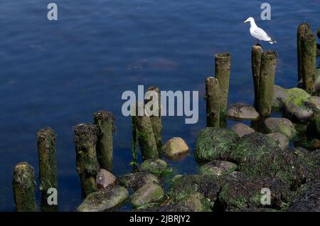 Mouette perchée sur un poteau en bois sortant de l'eau au bord du port, Girvan, Écosse. Banque D'Images