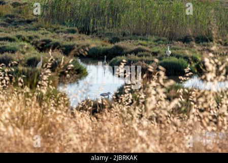 Izmir City Forest est comme les poumons de la ville dans la ville.home à beaucoup d'oiseaux le petit heron crevé certains d'entre eux Banque D'Images