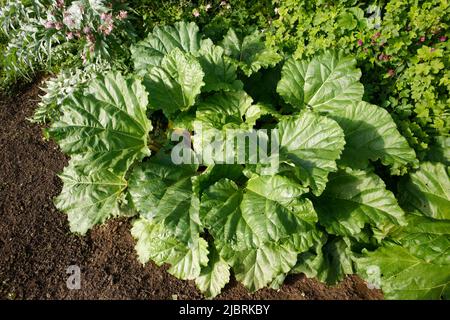 Tuft de rhubarbe dans un jardin Banque D'Images