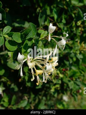 Fleur de chèvrefeuille (Lonicera caprifolium italien). Banque D'Images