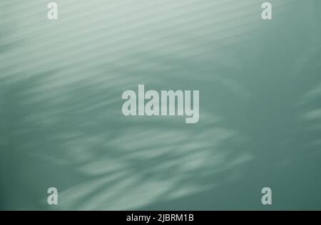 Feuilles de palmier douces et élégantes et ombres aveugles vénitiennes diagonales sur l'image d'arrière-plan du mur Banque D'Images