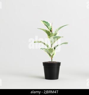 3d illustration de l'usine de maison en pot isolée sur fond blanc Banque D'Images