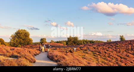 Rheden, pays-Bas - 24 août 2020: Visiteurs du parc national Veluwezoom profitant du coucher de soleil sur les collines Posbank aux pays-Bas Banque D'Images