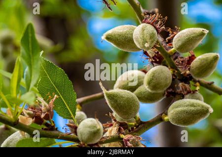 Gros plan avec accent sur le premier plan de jeunes fruits d'amande avec fuzz vert qui pendent une branche comme une partie d'un amande juste après la fleur d'amande. Banque D'Images