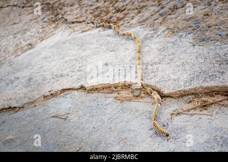 Un fléau de chenilles de pin processionaire avec des poils d'urticaire (Thaumetopoea pityocampa) rampant dans une rangée peut causer des problèmes de santé allergiques. Banque D'Images