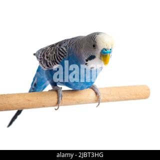 Coopgie bleue isolée sur fond blanc. Budgeriguars oiseau ou perroquet ondulé Banque D'Images