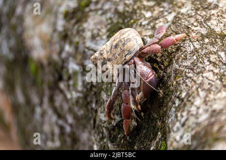 Costa Rica, province de Limon, Parc national de Cahuita, crabe hermite terrestre Banque D'Images