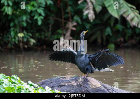 auto Awesome langue source : Latin volume UP 96 / 5&#x202f;000 Résultats de la tradition Costa Rica, province de Limon, Parc national de Tortuguero, Anhinga américain (Anhinga anhinga) Banque D'Images