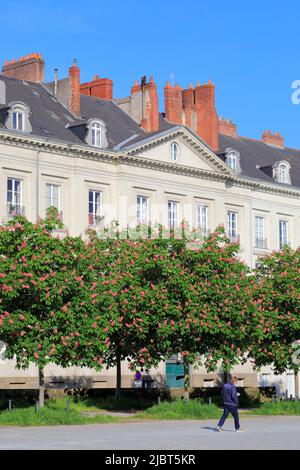 France, Loire Atlantique, Nantes, cours Saint-André bordé de maisons du 18th siècle et de châtaigniers roses en fleur Banque D'Images