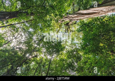 Costa Rica, province de Puntarenas, Monteverde, Santa Elena, réserve de Curi-Cancha Banque D'Images