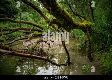 France, Bas Rhin, Strabourg, Réserve naturelle de Rohrschollen, Banque D'Images