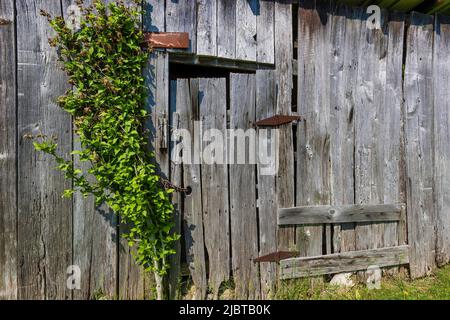 Image d'arrière-plan d'un mur extérieur d'un ancien hangar et d'un petit arbre qui grogne contre lui. Banque D'Images