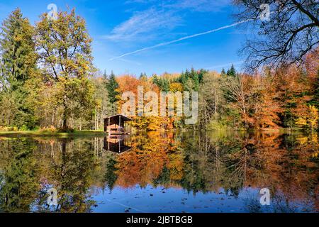 France, haute Saone, plateau des mille Etangs, s'évader des 1000 etangs entre lac et forêt en automne Banque D'Images