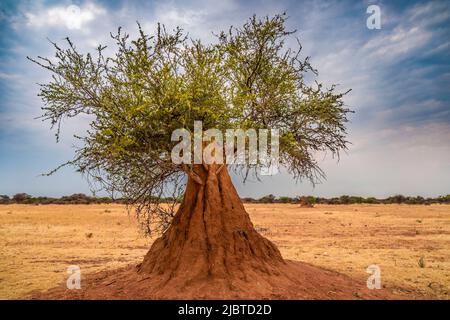 Namibie, région de Kunene, termite construite autour du tronc d'un arbuste Banque D'Images