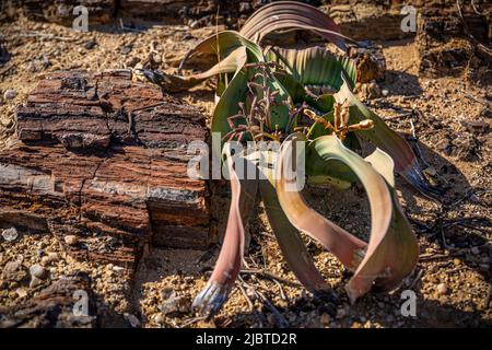 Namibie, région de Kunene, Damaraland, Khorixas, forêt pétrifiée datant de 260 millions d'années classée au patrimoine mondial par l'UNESCO, plante désertique Welwitschia mirabilis endémique à la Namibie et à l'Angola Banque D'Images