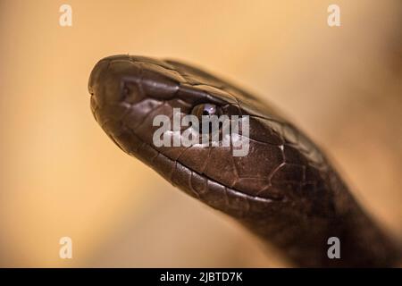 Namibie, Côte des squelettes, région d'Erongo, Swakopmund, Parc des serpents vivarium, Mamba noir (Dendroaspis polylepis) Banque D'Images