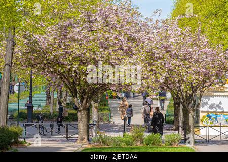 France, Paris, allée Vivaldi, 12th, cerisiers en fleurs Banque D'Images
