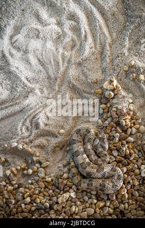 Namibie, région de Khomas, Windhoek, Musée national d'Histoire naturelle, Département d'Herpétologie, Viper à cornes sud-africains (Bitis caudalis) Banque D'Images