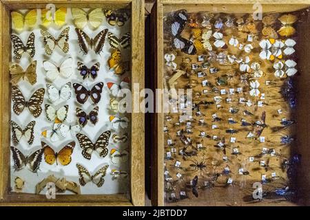 Namibie, région de Khomas, Windhoek, Musée national d'histoire naturelle, collection du Département d'entomologie Banque D'Images