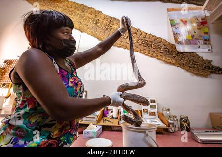 Namibie, région de Khomas, Windhoek, Musée national d'Histoire naturelle, conservateur du département d'herpétologie, Bertha BUISWALERO présente un Mamba noir (Dendroaspis polylepis) avec un venin mortel Banque D'Images