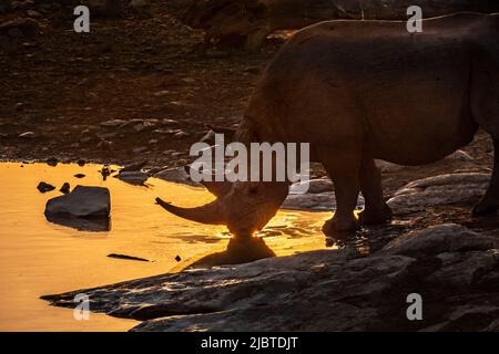 Namibie, région de Kunene, Parc national d'Etosha, Camp Halali, Black Rhinoceros (Diceros bicornis) au trou d'eau de Moringa au coucher du soleil Banque D'Images