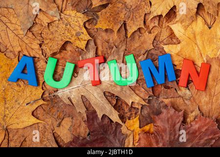 Le mot automne écrit avec des lettres en plastique sur les feuilles tombées Banque D'Images