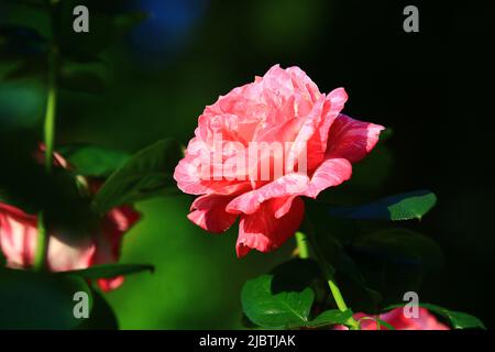 Rose rouge frais romantique en fleurs, beau rouge avec rose jaune en pleine fleur dans le jardin Banque D'Images