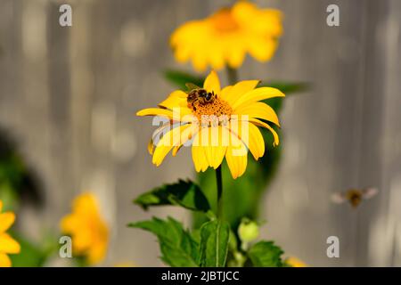 Une abeille sur une fleur d'échinacée jaune. La nature en été Banque D'Images