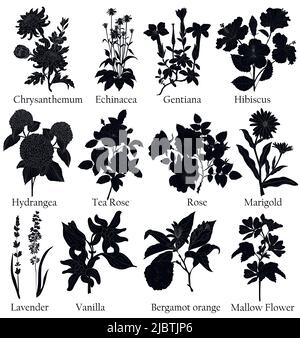 Illustration noire à base de plantes dans un vecteur avec fleur pour la décoration, la création de bouquets, la cuisson de thé médicinal et de fines herbes. Illustration de Vecteur